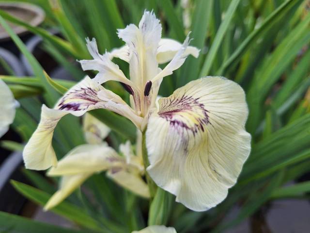 Iris pseudacorus 'Foxcroft Full Moon'