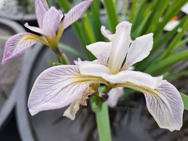 Iris versicolor 'Candystriper'