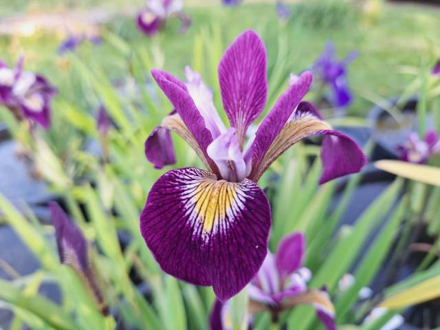 Iris versicolor 'John Wood'