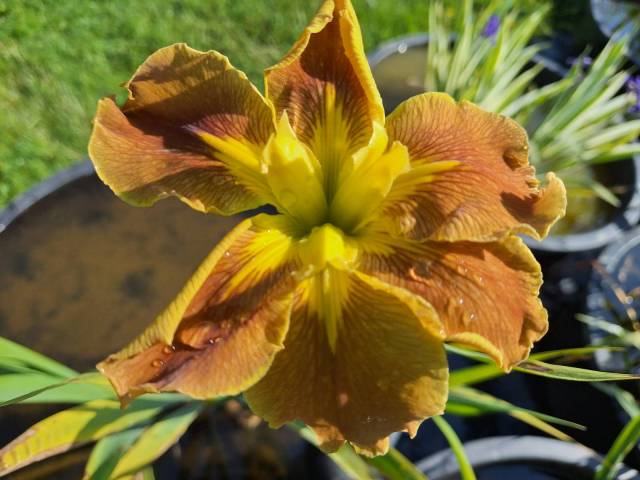 Iris louisiana 'Hordern's Henry'