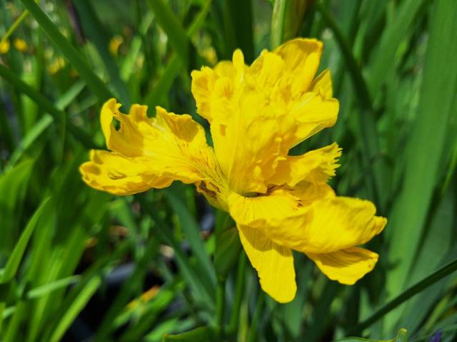 Iris pseudacorus 'Sun Cascade'
