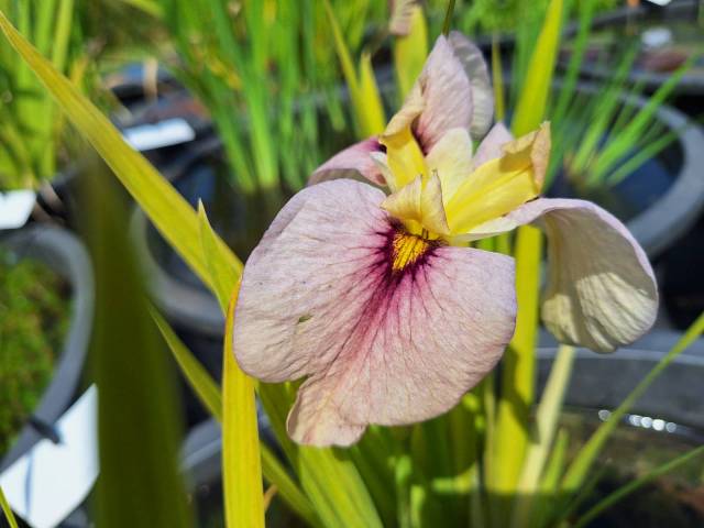 Iris pseudata 'Kinshikou'