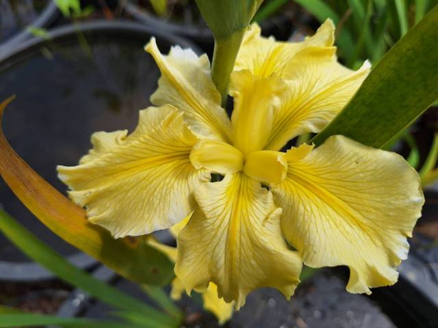 Iris louisiana 'Koorawatha'
