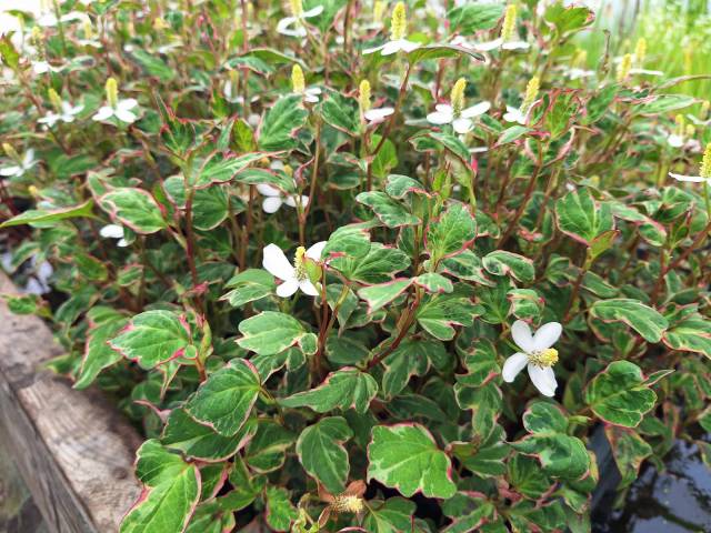 Houttuynia cordata 'Pied Piper'