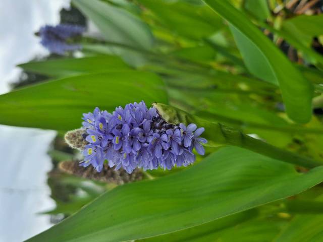 Pontederia dilatata