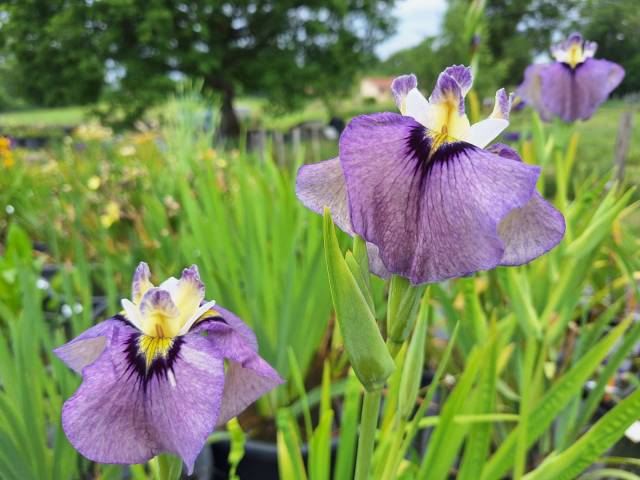 Iris pseudata 'Hiroshi's Gruss'