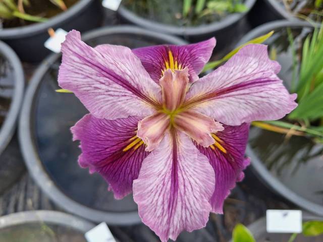 Iris louisiana 'Creole Rhapsody'