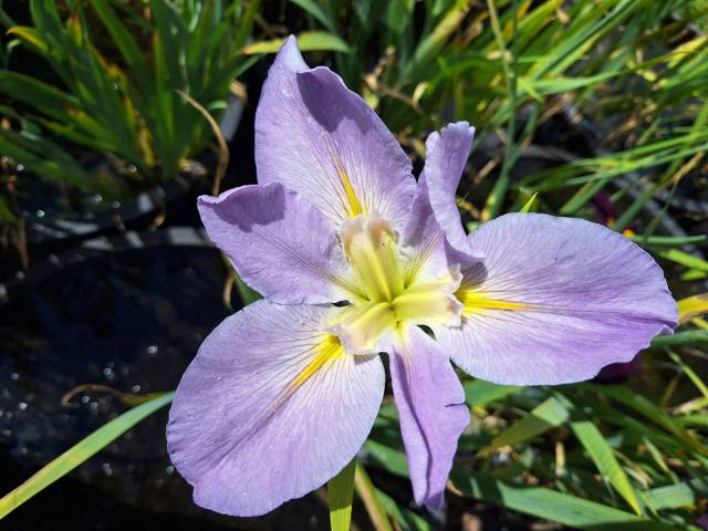 Iris louisiana 'Professor Paul'