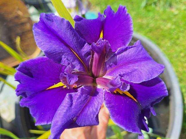 Iris louisiana 'Nightwish'