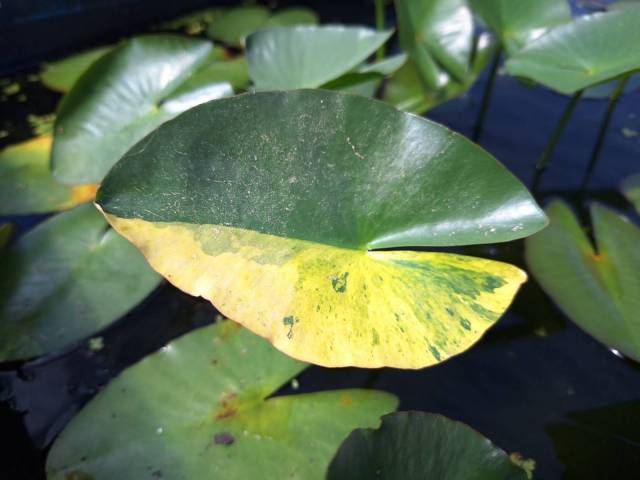 Nuphar pumila 'Variegata'